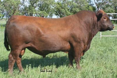 Sire - Red Corner Creek Cash 2R