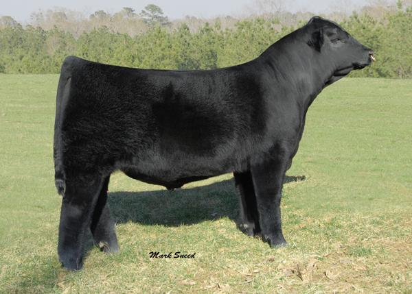 Dawson's Cherokee 166 - Sire of Lot 21