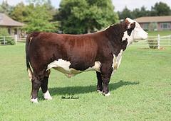 Sire of CH019 "Davidson"