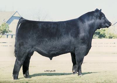 EXAR Lutton 1831, service sire of lot 5