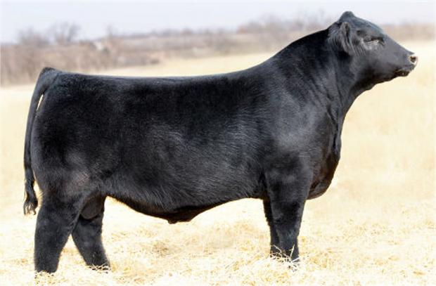 Sire - EXAR Upshot 0562B