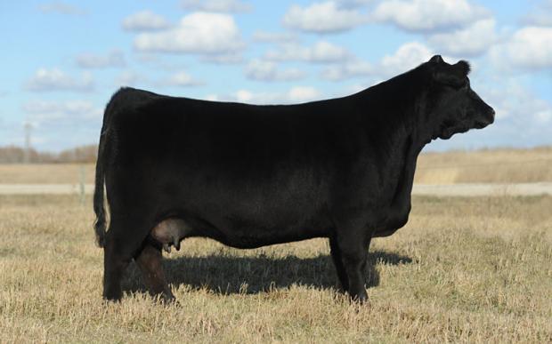 NLC Fatal Attraction 1W - Maternal sib to the embryos