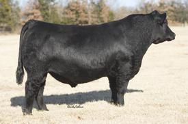 Sire of Beef Chunk