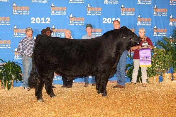 Maternal Brother to Embryos - Champion 2012 HLSR