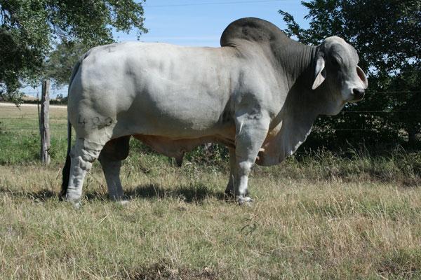 423/7 - Sire of JDH MS MARION MANSO