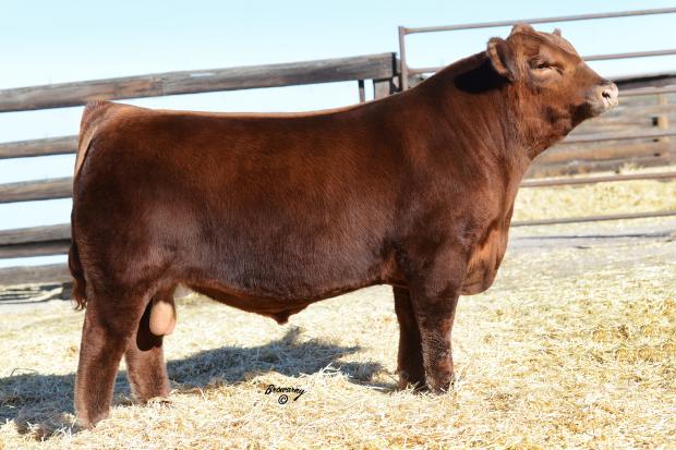 Sire of embryos - Red Wrights Iron Hide