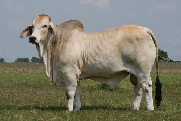 JDH Elroy Manso 712/4  - Sire of Embryos