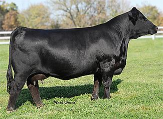 Full Sister to Dam: JF Ebonys Joy 612S