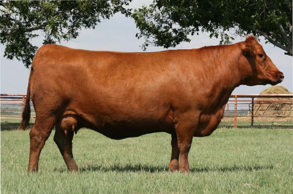 CBar Brown Jolene S618 - Dam of Lot 2