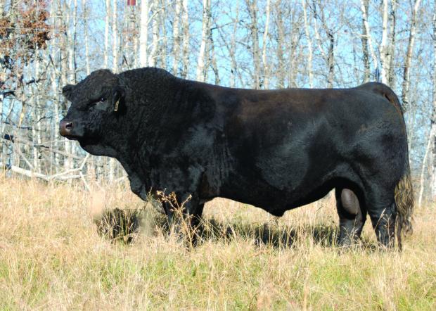 Sire: LFE BS Lewis 322U (Stubby)