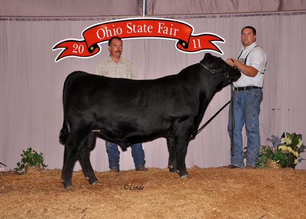 Grandson of Lot 25 - Senior Calf Champion