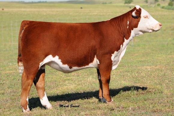 JNHE Champion Female - Outcross Daughter