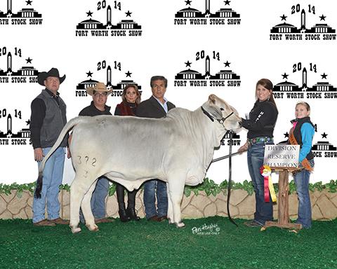 Daughter of Miss V8 868/6 Lady H Elsa Manso 372/3 2014 Fort Worth Reserve Calf Champion