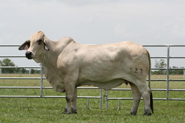 Lady H Mariposa Manso 727 - Dam of Lot 2