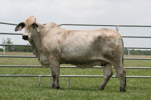 Lady H Matilda Manso 731 - Dam of Lot 7