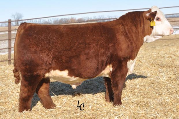 Choice Sire - TH 22R 16S Lambeau 17Y