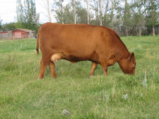 Red JCC Lass 63K - Dam of Embryos