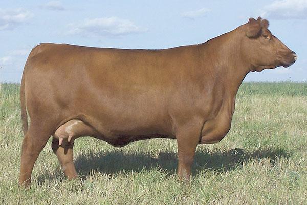 Full Sister to Dam - Red JCC Lass 41N