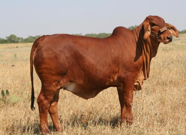 Dam - LN Margarita as a Yearling