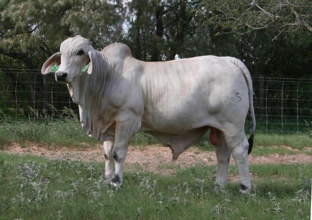 LMC Polled Authority - Sire