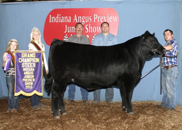 Josh Harris’s Grand Champion Steer at the 2013 Indiana Angus Preview Show.  He was purchased in the 2012 Dawson-Miller Featured 