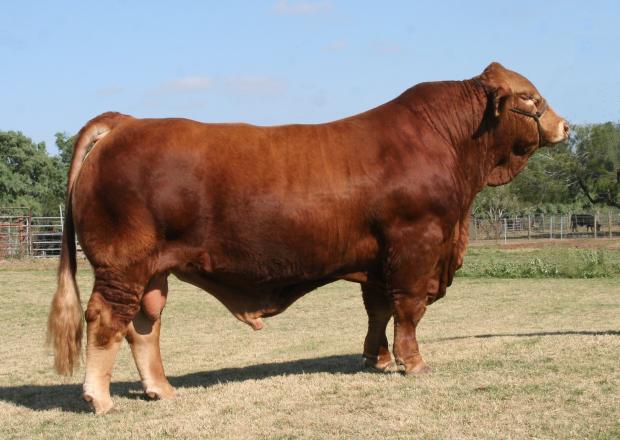 Lot 15's full sib - LMC Gold Medal - 2013 National Champion