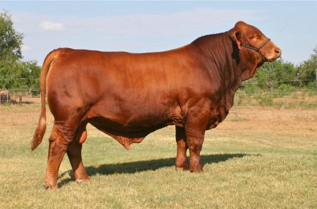 6GLMC Pappadeaux - Sire