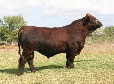 Lot 17's sire - LMC 6G Red Rock