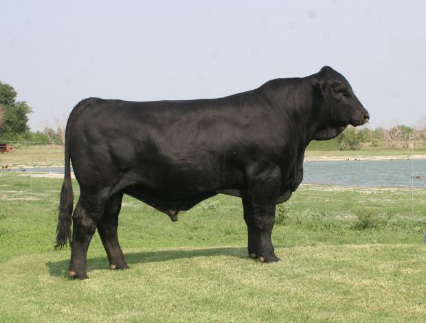 Lot 19's sire - LMC WFC Moose