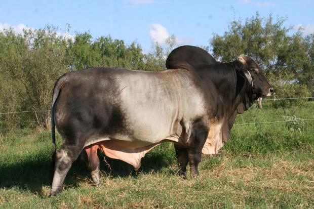 Sire - LMC WFF Pisotolero