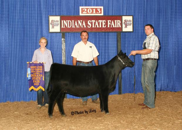 Lot 2 – Eagle Maid 213 was Reserve Junior Heifer Calf Champion of the 2013 Indiana State Fair Open Angus Show