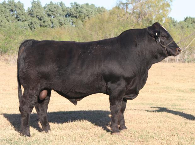 Lot 21's maternal grandsire - LMC What A Bull