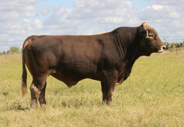 Lot 23B's maternal grand sire - LM LF Blacksmith