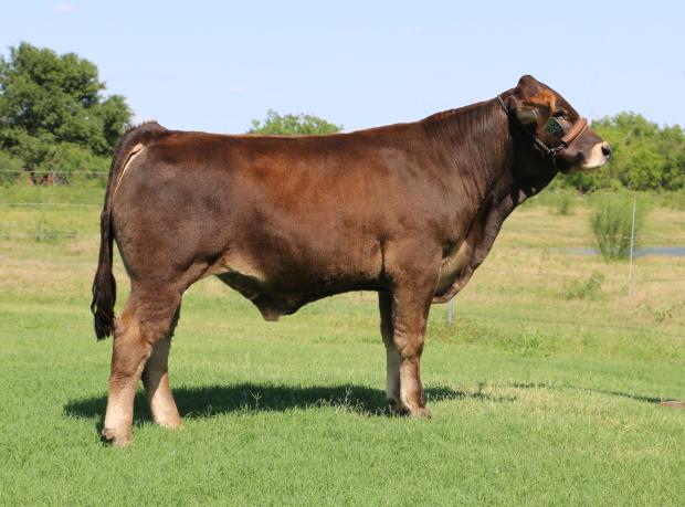 Typical Bravehaeart sired steer