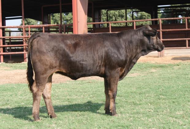 SER Gala Girl A301 - Lot 25B