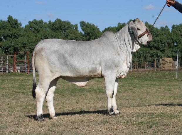 Lot 3 - Paternal sister - LMC Polled Cassie that sold for $10,000 in Houston ABBA Sale to Kelly Barnard