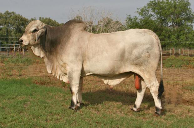 Sire - LMC Polled Integrity