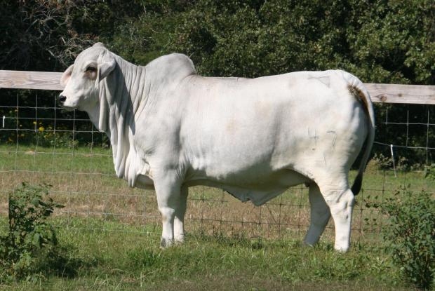 Lot 4's maternal sister - LMC Polled Spice