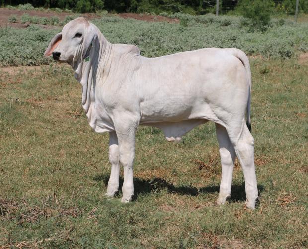 LOT 5A - Sells Unnamed & Unbranded