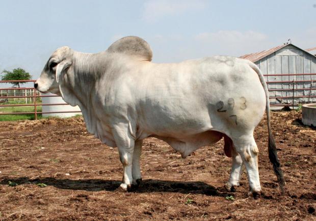 LMC Polled Aussie - Dam's Full Sib