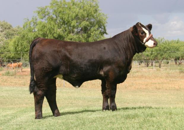 LMC Zada 5Z 50 - Cuervo Daughter