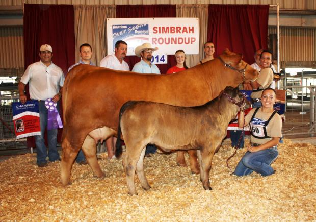 Maternal sister - LMC BBS Tia won the LMC $ellabration, LMC Jackpot, MAS, American Jr. Simbrah Round Up and over $7,000 for Hope