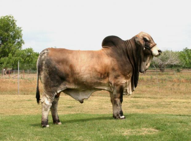 Sire: Mr JS Polled Patron 150/0