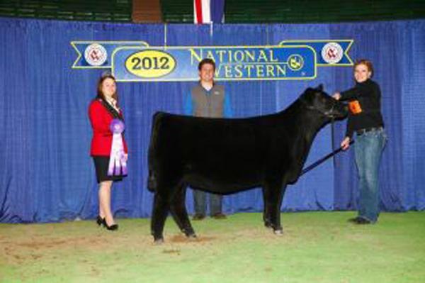 Full Sister to Lot 1 - NWSS Calf Champ