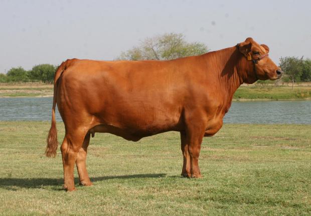 Paternal Grand Dam: LM She Moves 3L/136