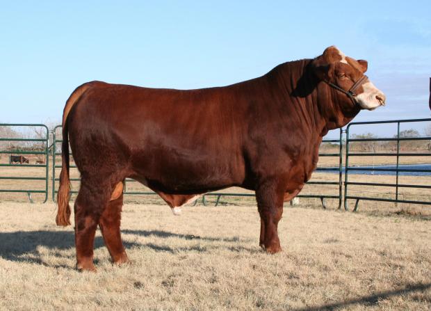 Sire: LMC 3P So Johnny Bull