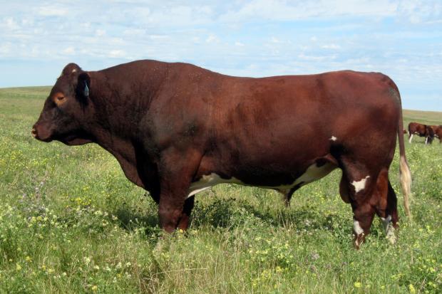 Manitou’s Ivry league - Sire of Lot 7 