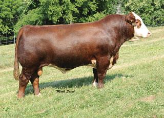 Choice Sire - Boyd Masterpiece 0220