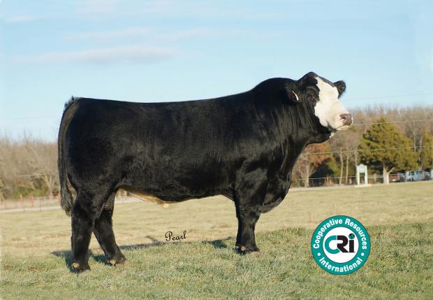 Sire: SVF/NJC Mo Better