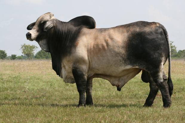 Mr. H Cason Manso 49/8 - Full Brother to Embryos